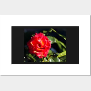 Glowing bright red rose Posters and Art